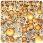 Псилоцибиновые (галлюциногенные)  грибы Psilocybin "Golden Teacher" в Ахтубинске
