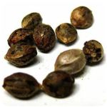 Семена марихуаны АК-47  (Seeds AK-47) в Ахтубинске